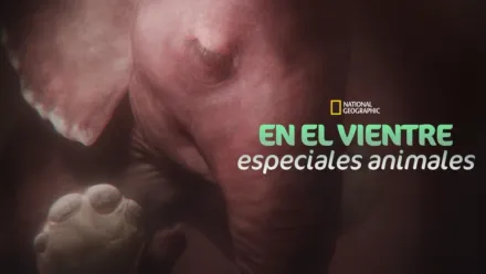 thumbnail - En el Vientre: Especiales Animales