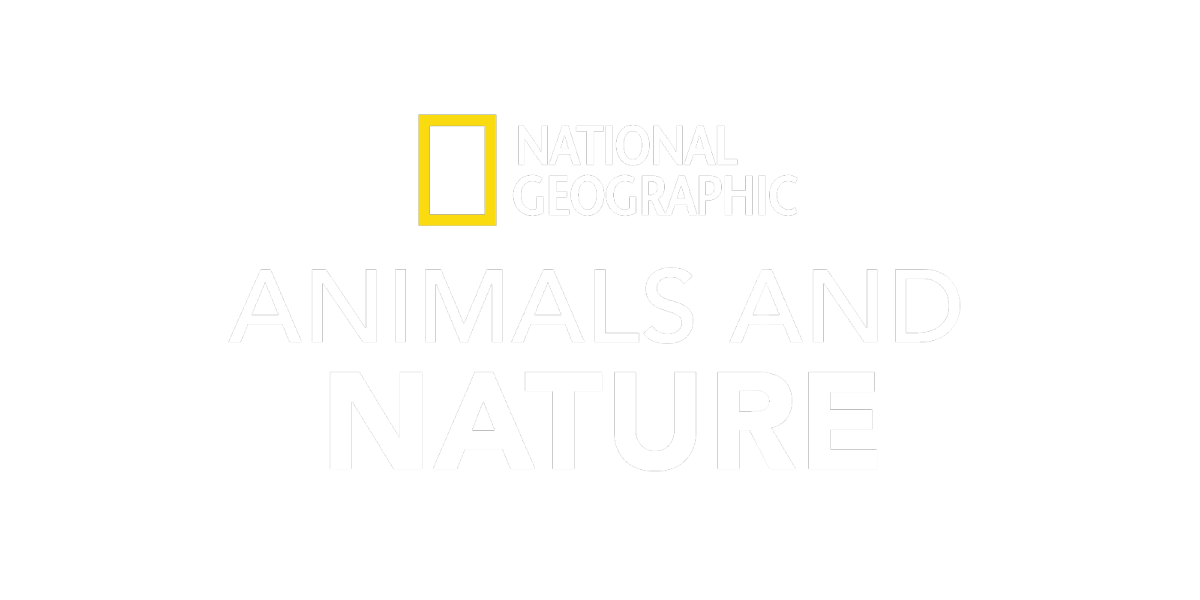 watch national geographic animals and nature