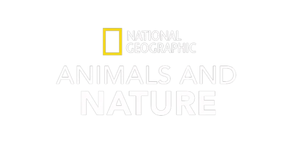 National Geographic Animals and Nature Title Art Image