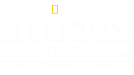 Felinos da Tailândia