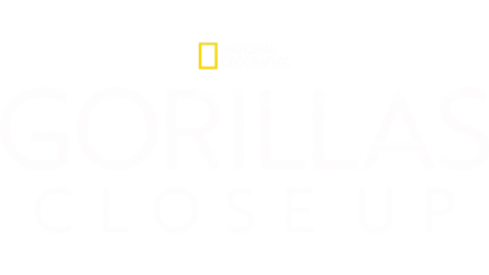 Gorillas Close Up