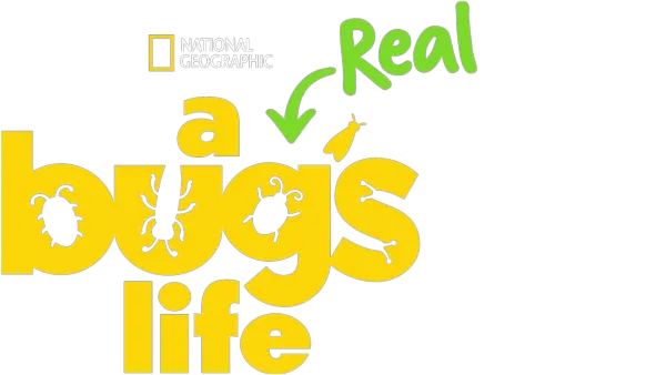 A Real Bug's Life