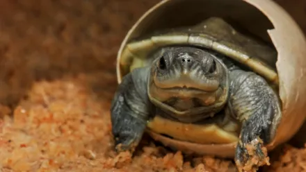 Turtle Hero: Ein Leben Fur Die Schildkroten