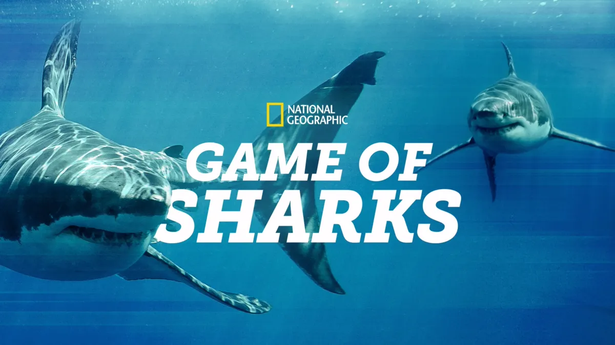 Watch Game Of Sharks 