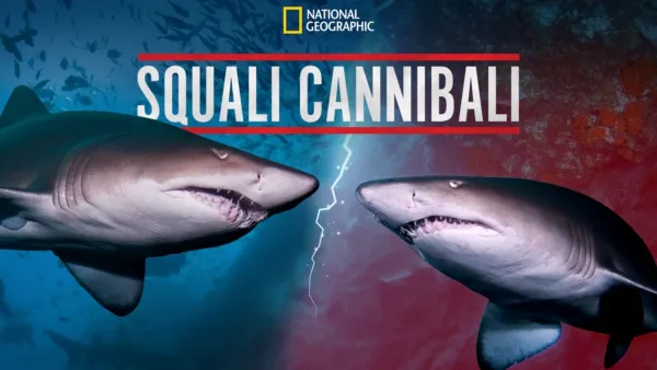 thumbnail - Squali cannibali