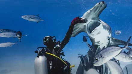 Watch World's Biggest Hammerhead? | What to Watch | Disney+ Canada