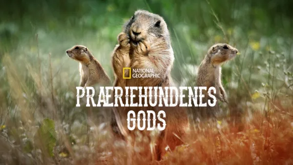 thumbnail - Præriehundenes gods