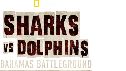 Watch Sharks vs. Dolphins: Bahamas Battleground | Disney+