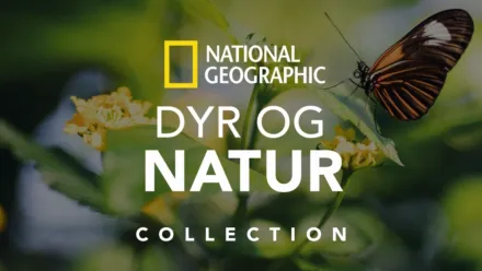 thumbnail - National Geographic Dyr og natur