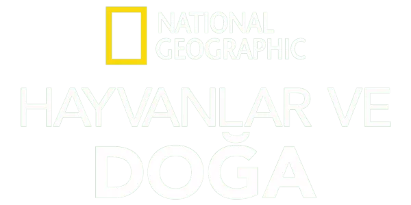 National Geographic Hayvanlar ve Doğa Title Art Image