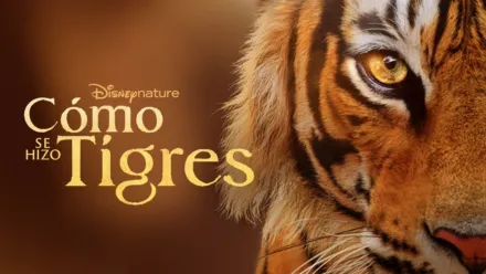 thumbnail - El resurgir de los tigres