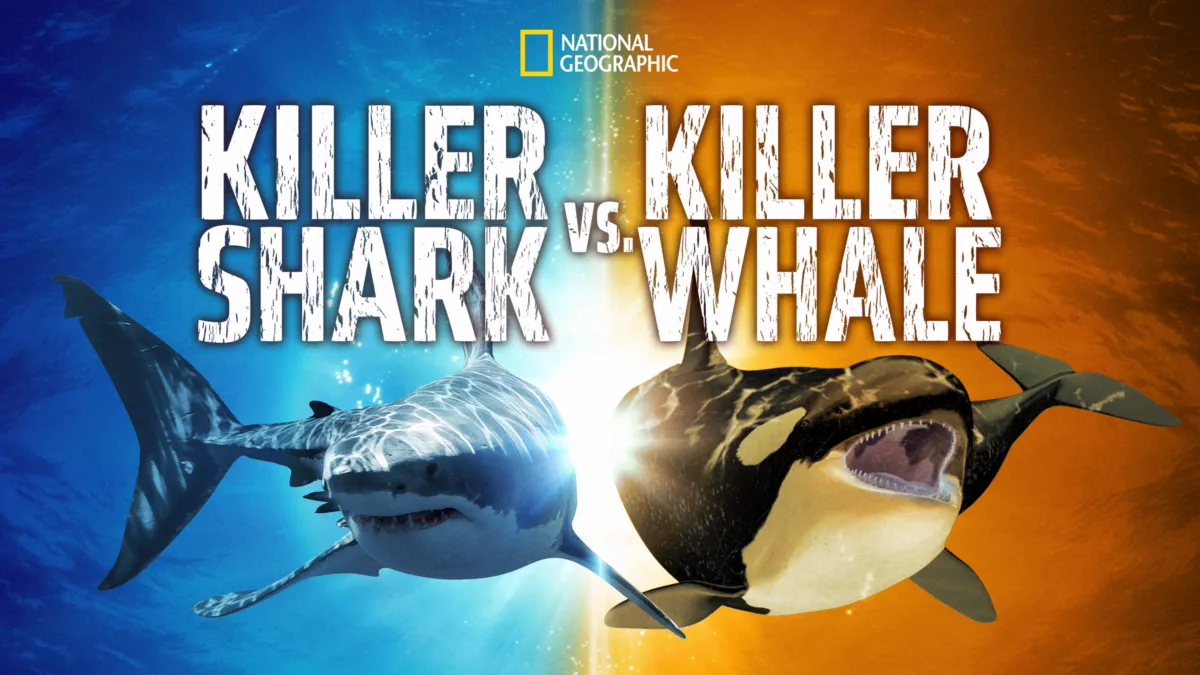 Killer Whale Attacks Shark