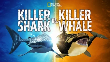 thumbnail - Killer Shark vs Killer Whale