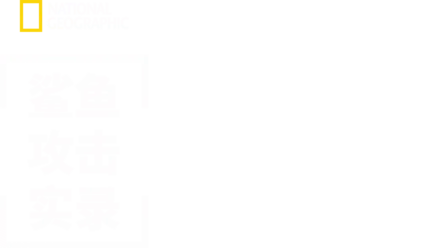 鲨鱼攻击实录