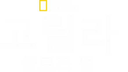 고릴라 클로즈 업