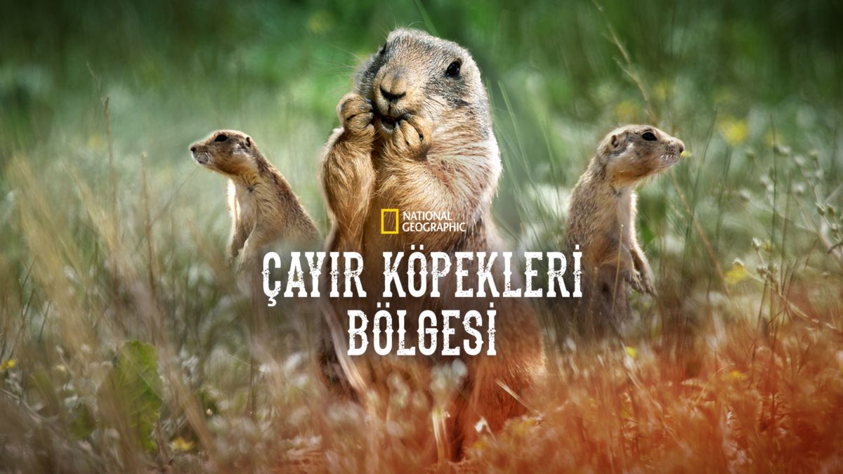 Çayır Köpekleri Bölgesi_tr 6