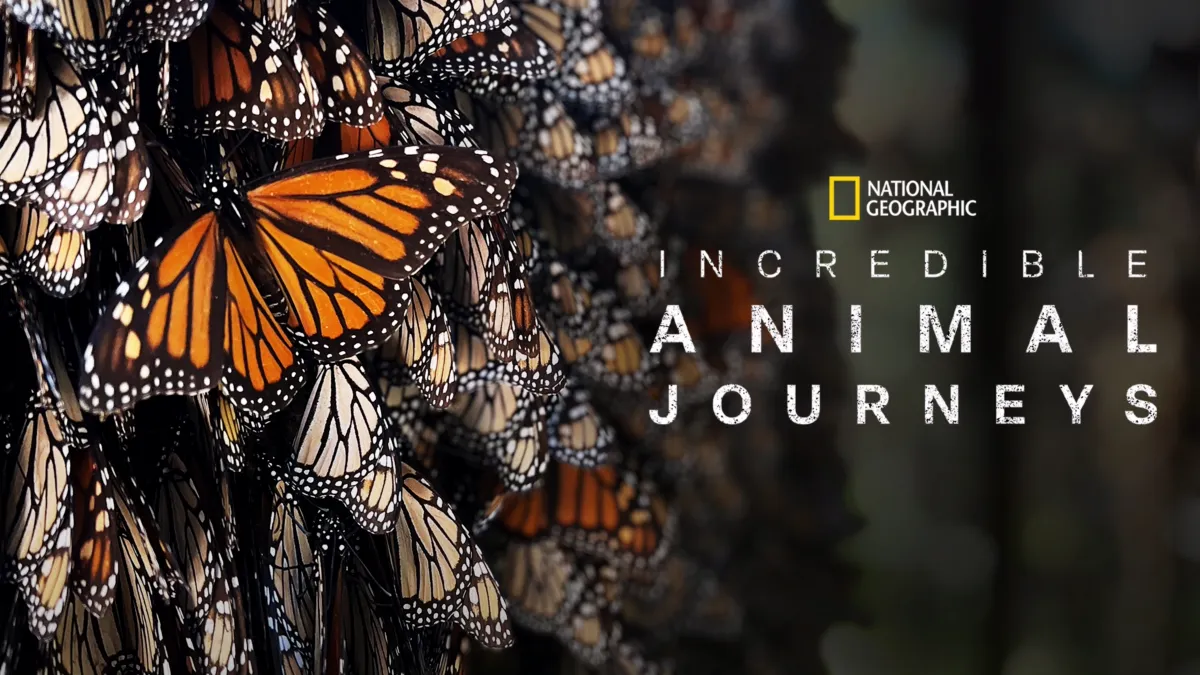 Amazing Animal Journeys Amazing Animal Journeys