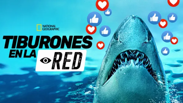 thumbnail - Tiburones que se hicieron virales