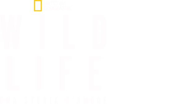 Wild Life: Una storia d’amore