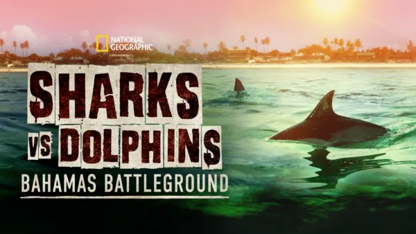 thumbnail - Sharks vs. Dolphins: Bahamas Battleground
