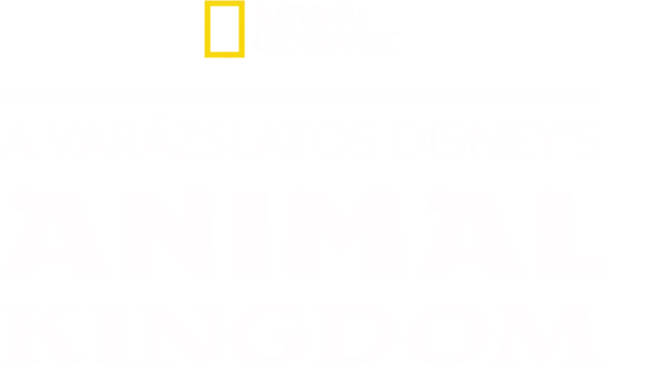 A varázslatos Disney's Animal Kingdom