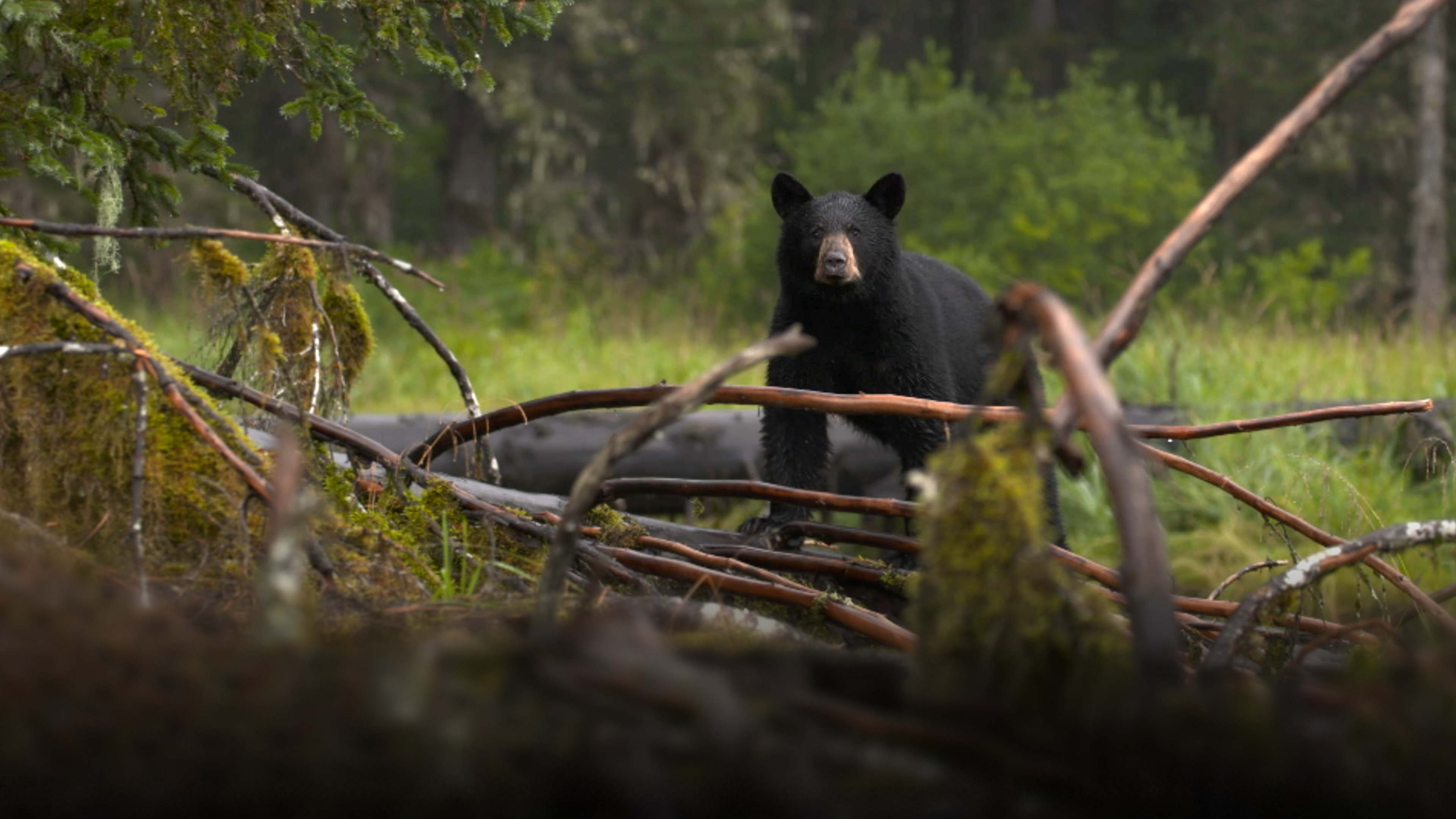 Alaska's Grizzly Gauntlet