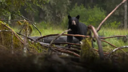 目撃！アラスカの野生動物