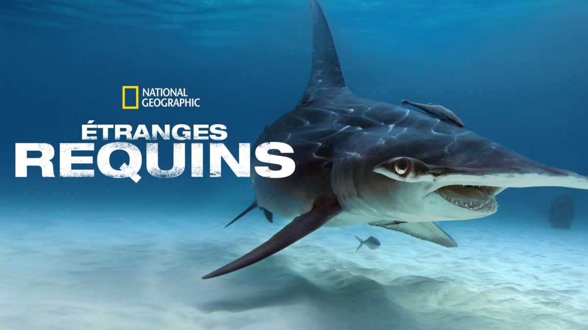 regarder-tranges-requins-film-complet-disney
