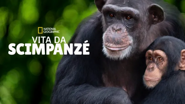thumbnail - Vita da scimpanzé