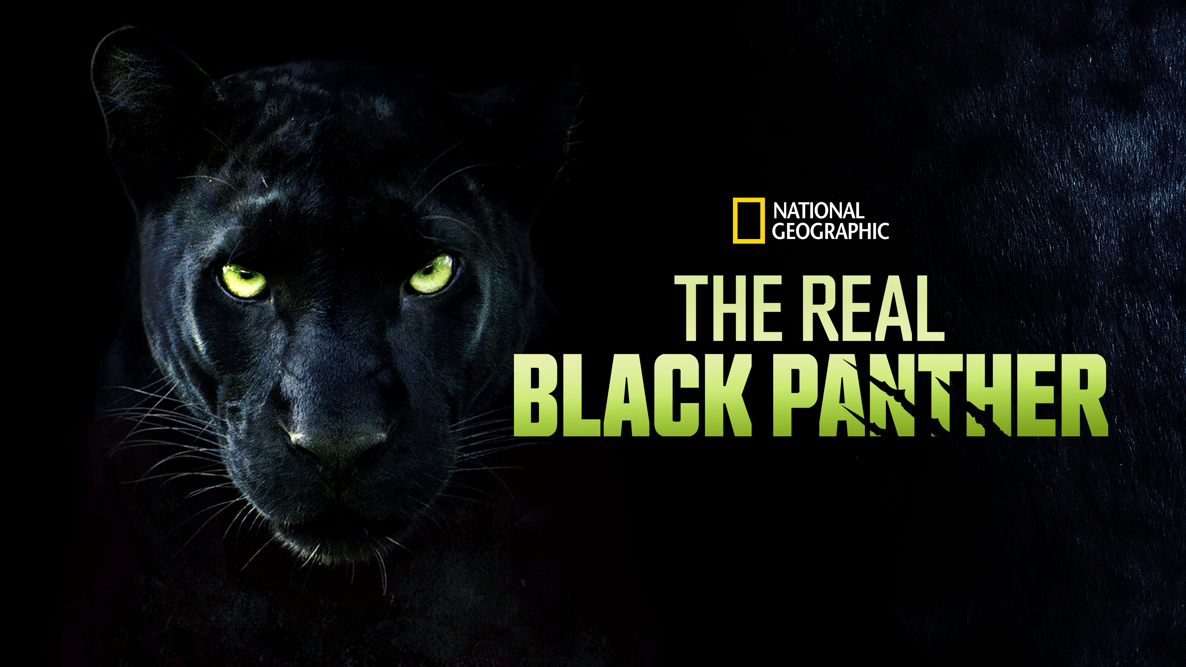 Watch The Real Black Panther | Disney+