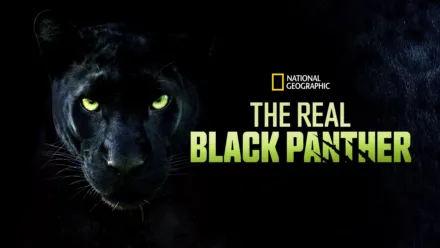 thumbnail - The Real Black Panther