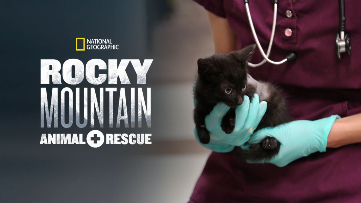Rocky Mountain Lab Rescue BAHIA HAHA