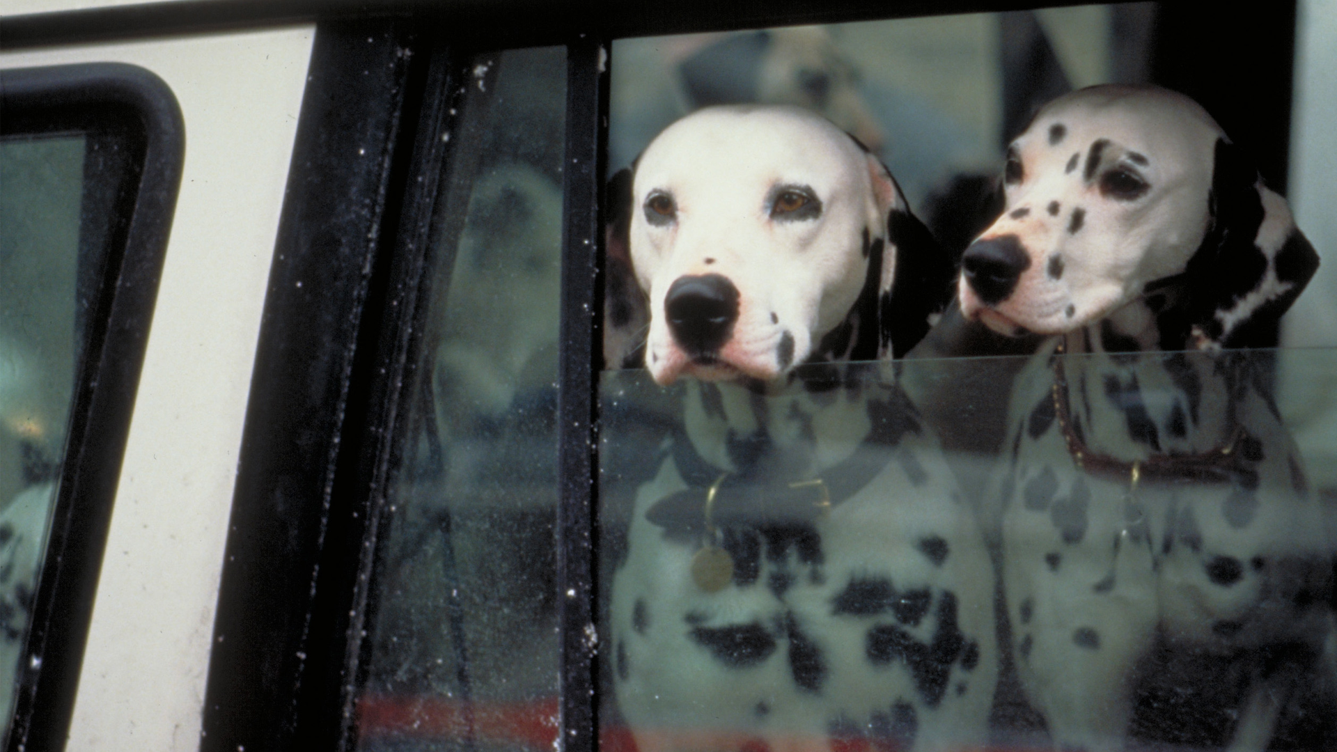 101 Dalmatiner ( - Diesmal sind die Hunde echt)