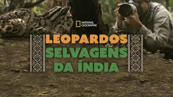 thumbnail - Leopardos Selvagens da Índia