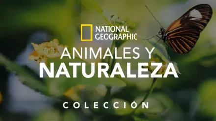 thumbnail - National Geographic: Animales y naturaleza