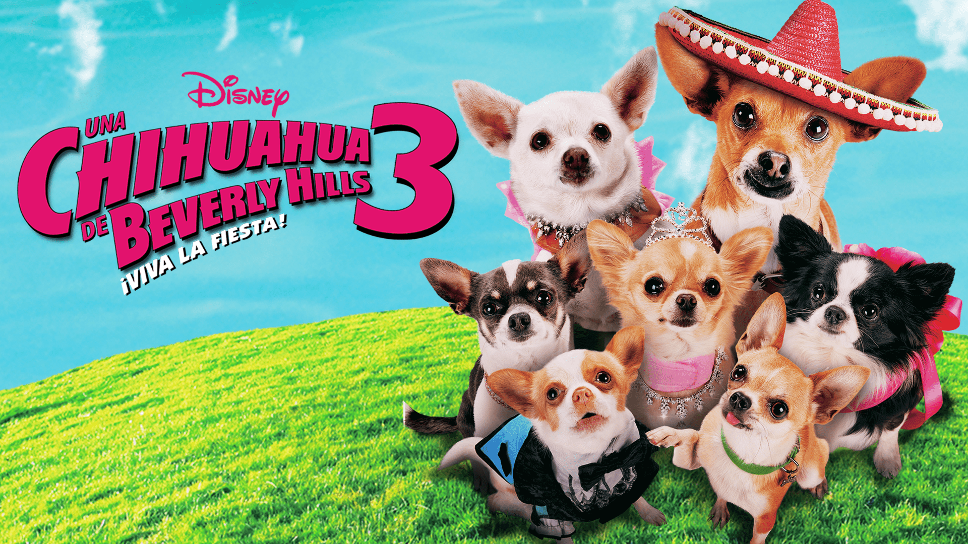 Ver Una Chihuahua De Beverly Hills 3: ¡Viva La Fiesta! | Película ...