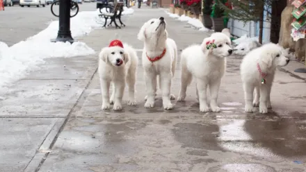 Santa Paws 2: Los cachorros de Santa