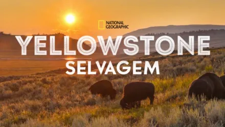 thumbnail - Yellowstone Selvagem