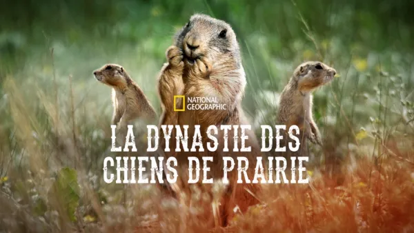 thumbnail - La dynastie des chiens de prairie