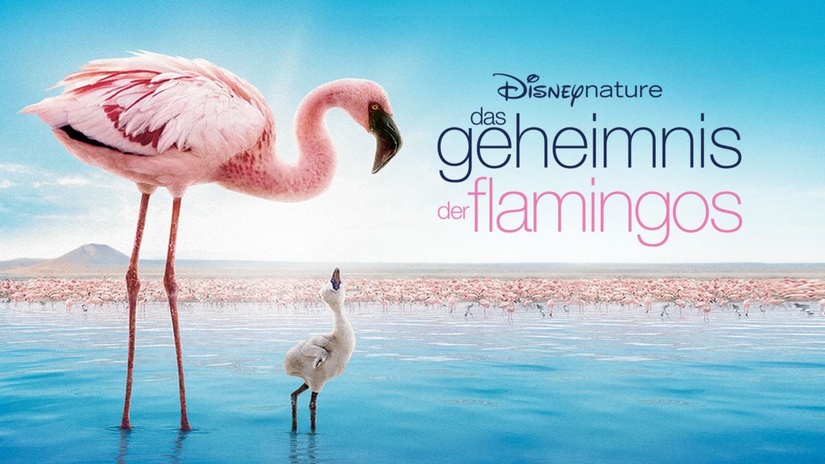 Das Geheimnis der Flamingos Disney+