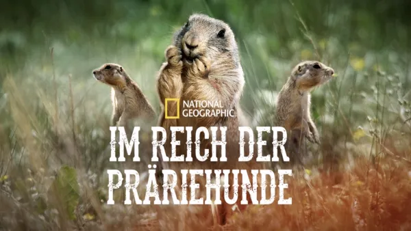 thumbnail - Im Reich der Präriehunde