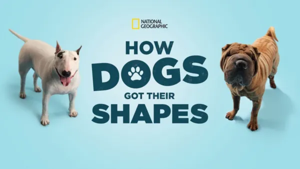 thumbnail - How Dogs Got Their Shapes