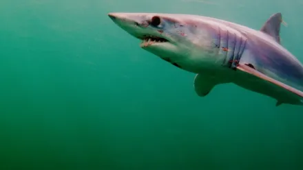 超絶スペック：サメの恐るべき能力