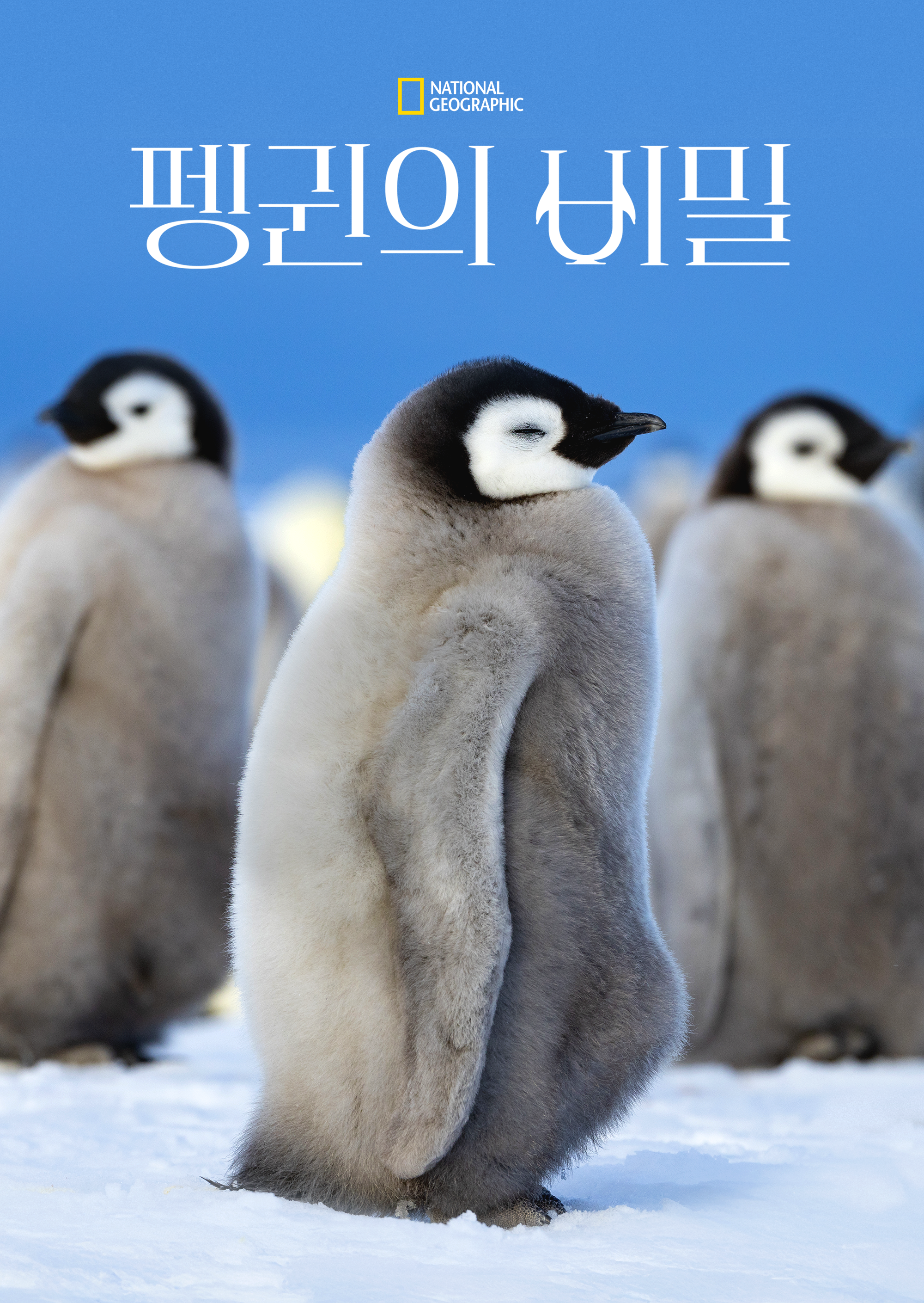 펭귄의 비밀