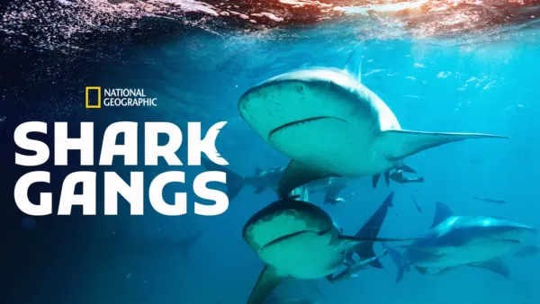 thumbnail - Shark Gangs
