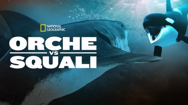 thumbnail - Orche vs Squali