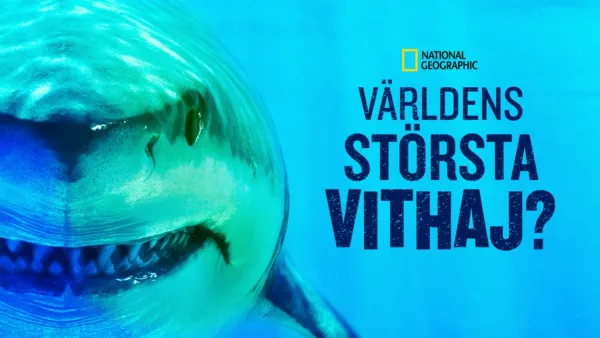 thumbnail - Världens största vithaj?