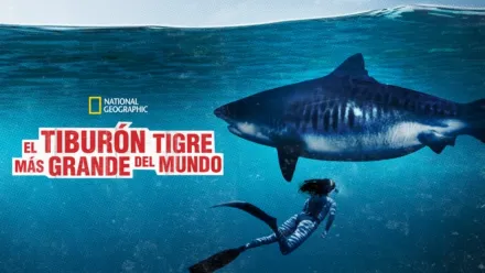 thumbnail - El tiburón tigre más grande del mundo