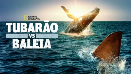 thumbnail - Tubarão vs Baleia