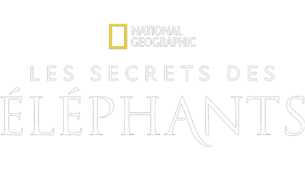 Les secrets des éléphants